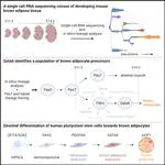 New model for in vitro production of human brown fat cells lays groundwork for obesity, diabetes cell therapy