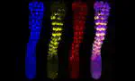 A 3D Model for Studying Human Spine Development