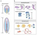 Mechanics of anteroposterior axis formation in vertebrates